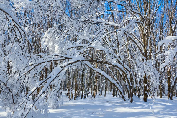 Scena foresta invernale — Foto Stock