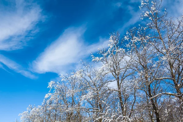 Primer plano árboles nevados — Foto de Stock