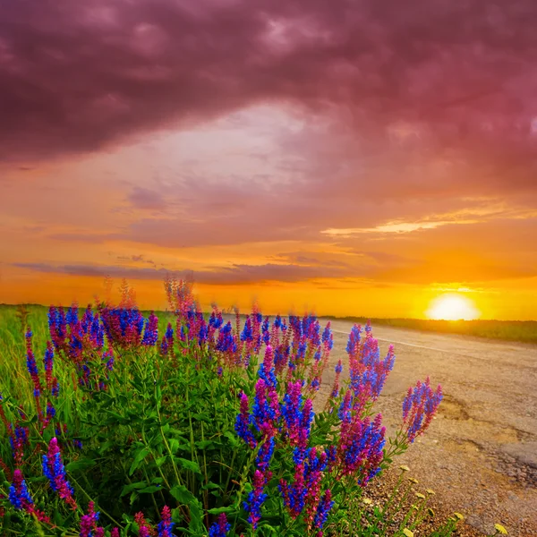 Bloemen op een zonsondergang achtergrond — Stockfoto