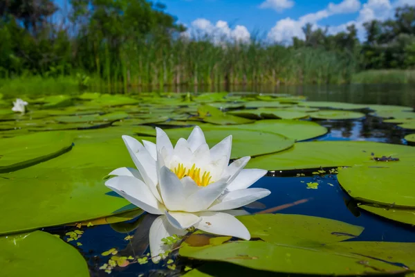 Schöne Seerose — Stockfoto