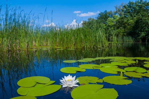 Letní řeka s liliemi — Stock fotografie