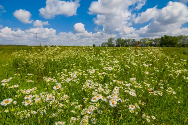 Letní pole s camomiles — Stock fotografie