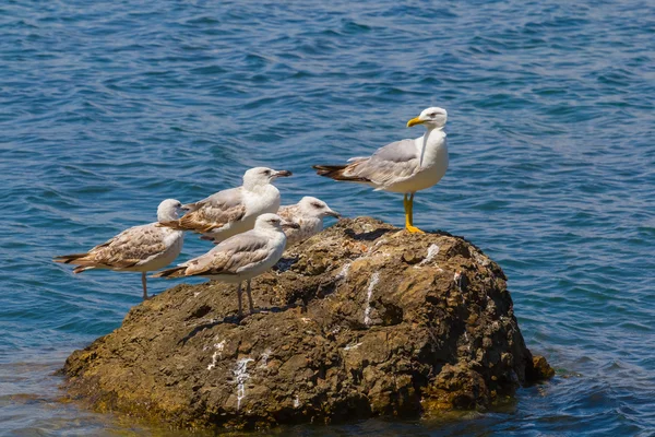 White seagull on a stone — Stock Photo, Image