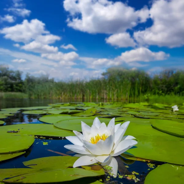 Fiume estivo con gigli bianchi — Foto Stock