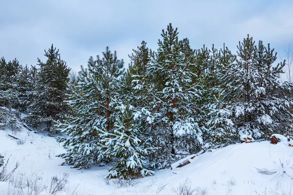 Vinterskog — Stockfoto