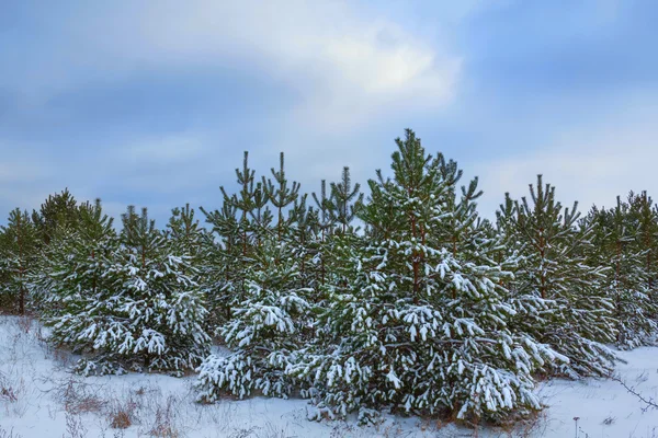 Winterszene — Stockfoto