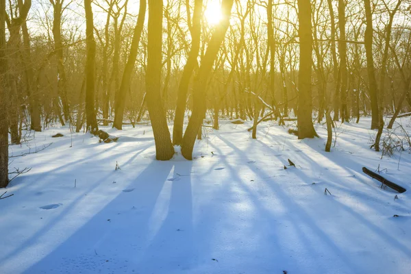 Winter forest ta de zonsondergang — Stockfoto