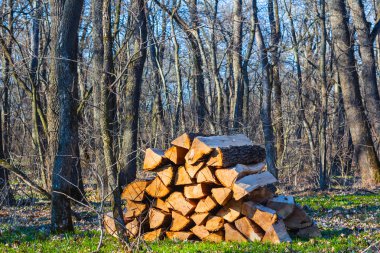Bir ormandaki meşe çeşidinde yığını