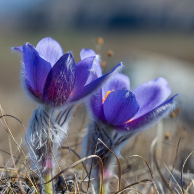 closeup bahar çiçekleri