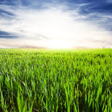 Bir kırsal alanlar üzerinde gündoğumu