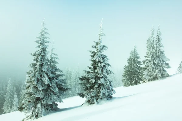 Zimowym Mglisty las — Zdjęcie stockowe