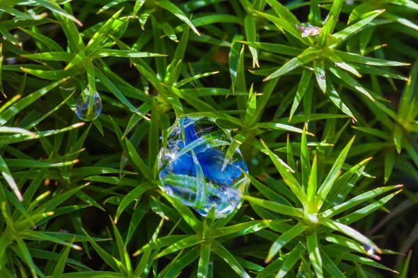 Крупним планом мох у краплі води — стокове фото