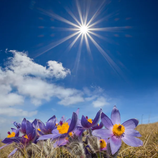 Vacker vår prairie scen — Stockfoto