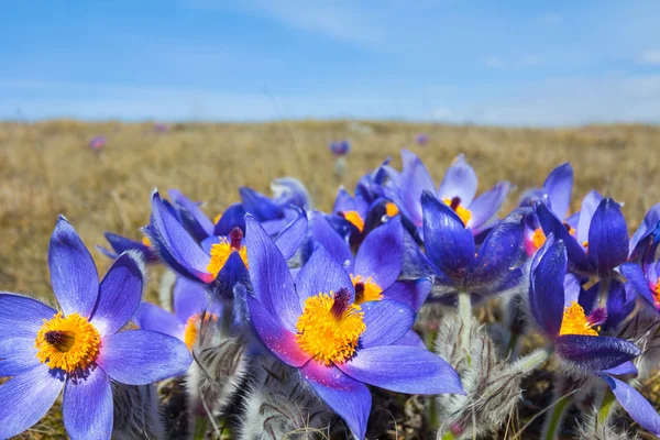 Blue prairie flowers — Stock Photo, Image