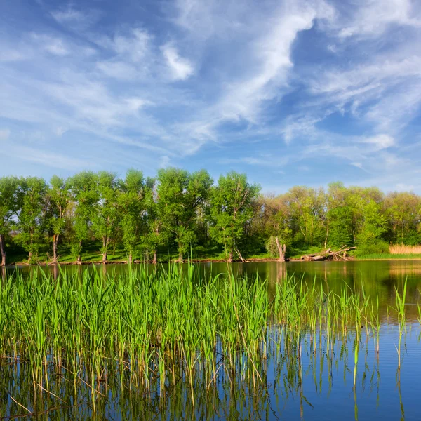 Flusslandschaft im Sommer — Stockfoto