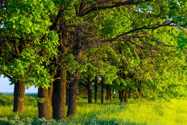 绿色的橡树林 — 图库照片