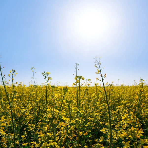 Gele verkrachting veld — Stockfoto