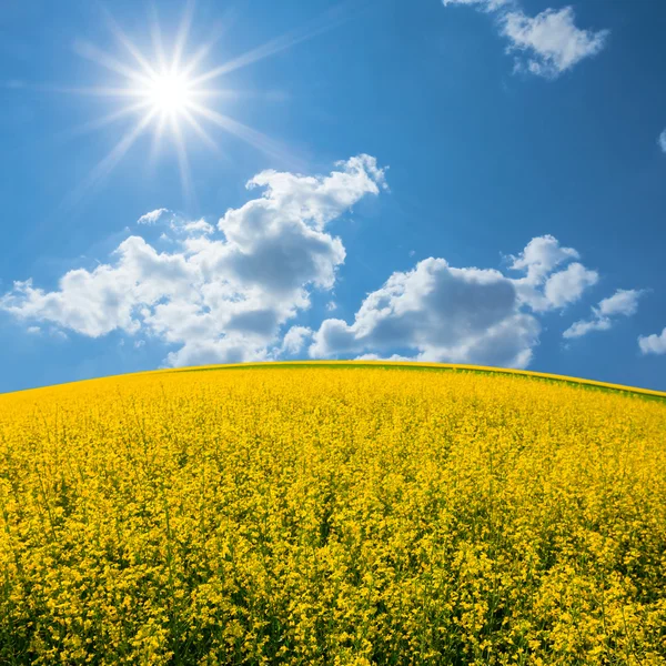 Gele verkrachting veld onder een schitteren zon — Stockfoto