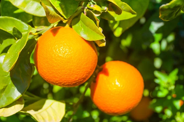 Närbild orange gren — Stockfoto