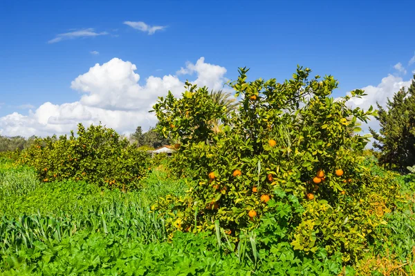 Jardín naranja — Foto de Stock