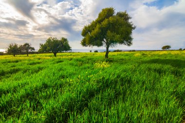 Yeşil alanları acene