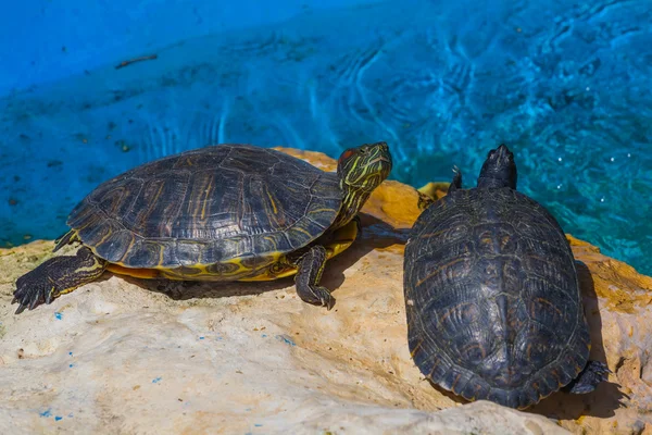 Turtles near a water — Stock Photo, Image