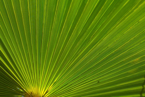 Лист пальмы крупным планом — стоковое фото