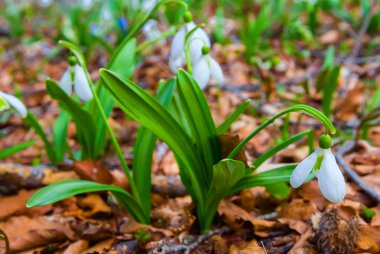 tatlı beyaz kardelen