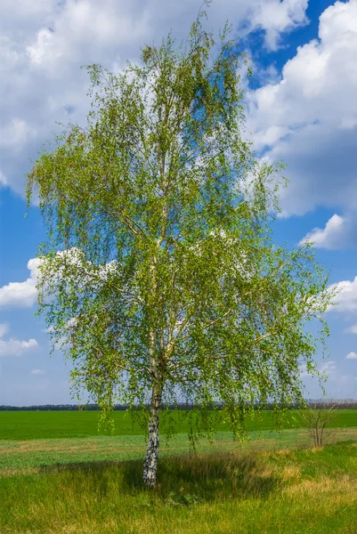 单独的春天桦木 — 图库照片