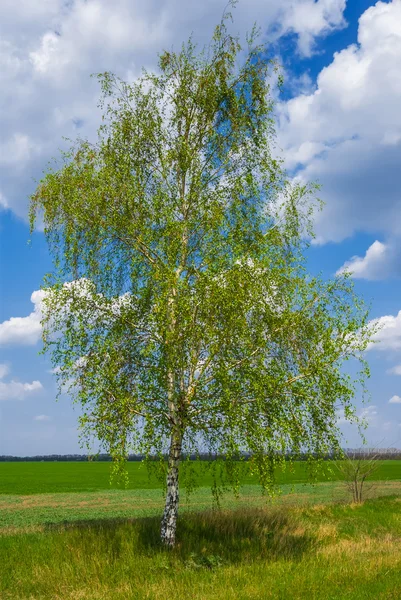 Allein die Frühlingsbirke — Stockfoto