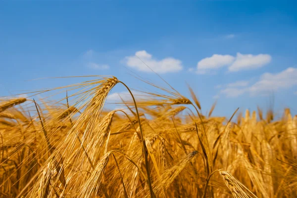 Sommerweizenfeld — Stockfoto