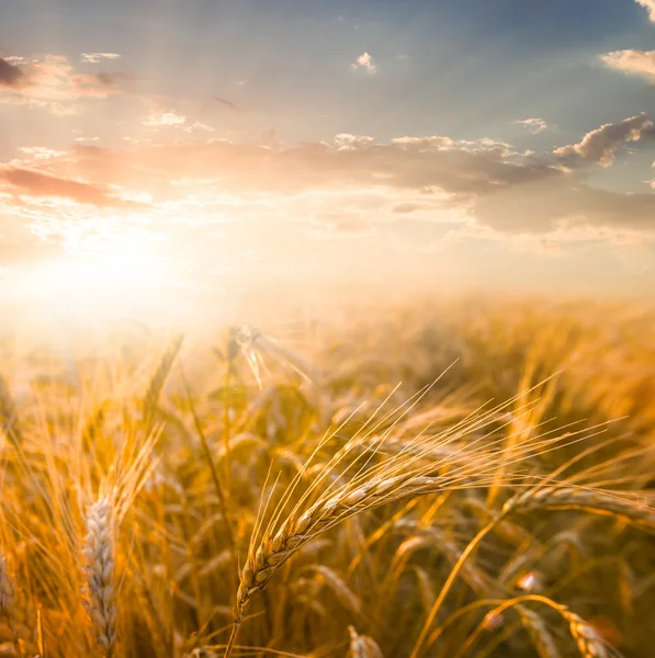 Wheat field at the sunset — Stock Photo, Image