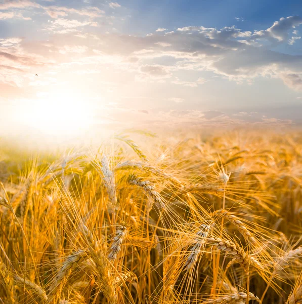 Campo de verão ao pôr-do-sol — Fotografia de Stock