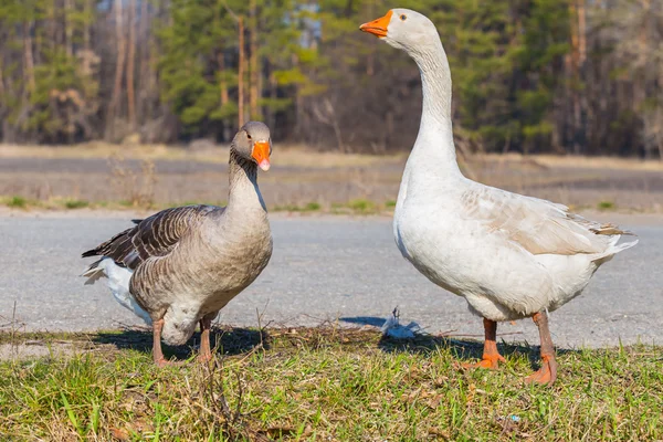 Gooses pair — Stock Photo, Image