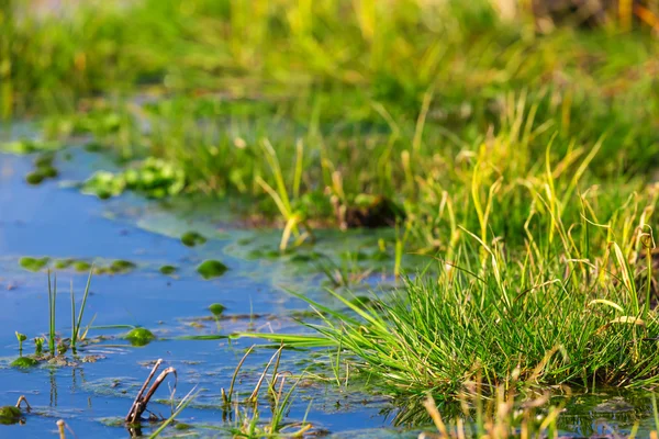 Grüne überflutete Wiese — Stockfoto