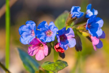 closeup bahar çiçekleri
