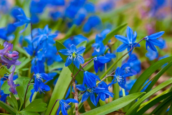 Zbliżenie niebieski kwiaty — Zdjęcie stockowe