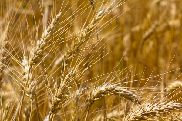 Closeup wheat ears — Stock Photo, Image