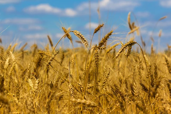 Summer wheat field Stock Image