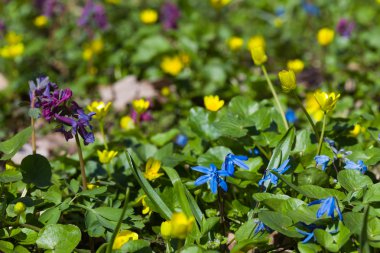 Güzel kardelen bahar glade