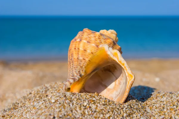 Concha marinha em uma costa marítima — Fotografia de Stock