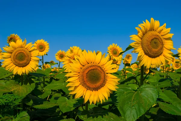 Sunflower field scene — Stock Photo, Image