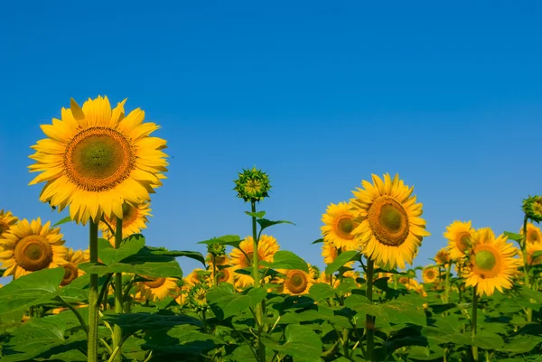 Mooie close-up zomer zonnebloemen — Stockfoto