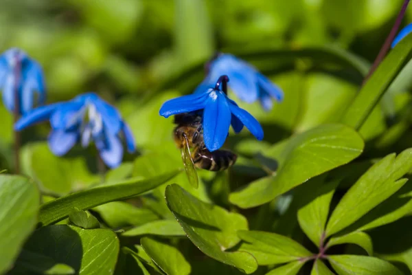 Beautiful closeup spring flowers — Stock Photo, Image