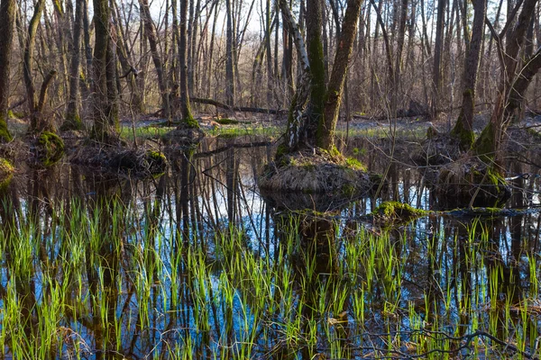 Våren översvämmad skog scen — Stockfoto