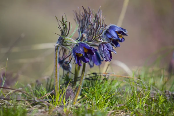 Closeup blue snowdrop bush — Stock Photo, Image