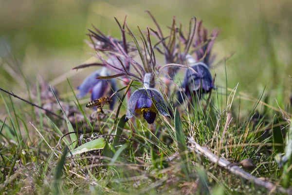 Hermosas flores violetas de primer plano — Foto de Stock