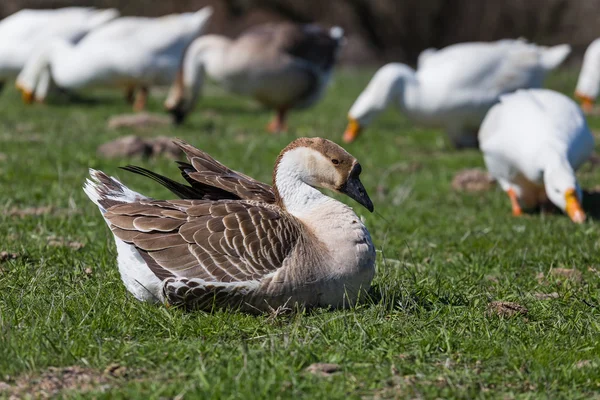 Goose em um pasto rural verde — Fotografia de Stock