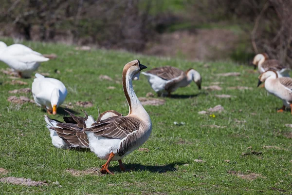 Gooses on a green rural pasture — Stock Photo, Image