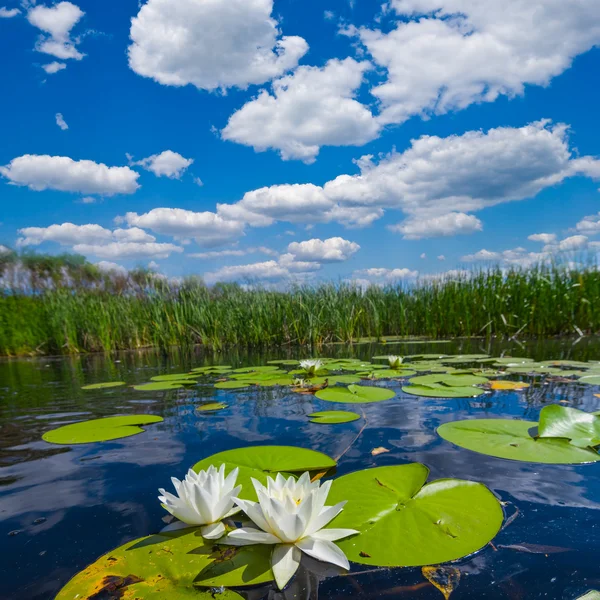 Summer river scene — Stock Photo, Image